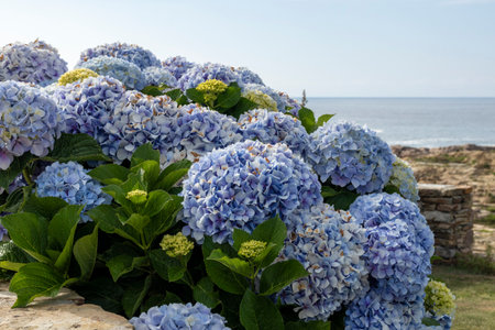 bush of blue hydrangeas overlooking a serene, rocky beach and calm sea under a clear skyの写真素材