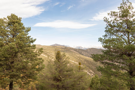 tranquil landscape with green pine trees, rolling hills, and a clear sky with faint cloud streaksの写真素材