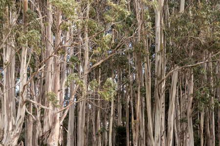 dense forest of tall, slender trees with peeling bark and green foliage creating a serene, natural atmosphere.の写真素材
