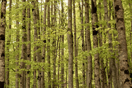 dense forest with tall, thin trees, their trunks covered in moss, surrounded by vibrant green foliageの写真素材