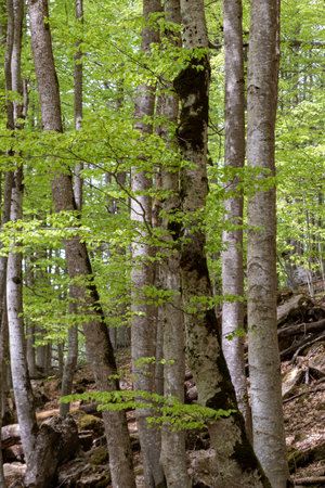 dense forest with tall, moss-covered trees and vibrant green foliage, radiating a serene and peaceful atmosphereの写真素材