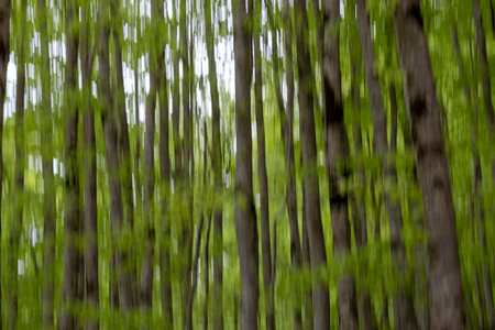 trees and greenery, creating an abstract, artistic effect that emphasizes motion and an ethereal...