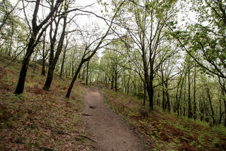 Scenic hiking trail ascending through a vibrant green forest in springtime