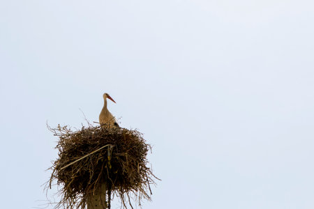 White stork standing majestically in its nest built on top of a utility pole, against a clear skyの写真素材