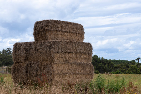 Stacked hay bales creating a large rectangular structure in a field, ready for winter storage or animal feedの写真素材