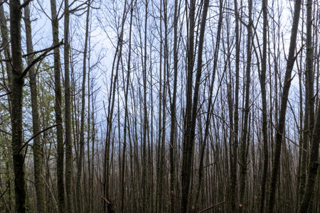 Leafless trees create a stark but beautiful scene against a soft cloudy sky in a dense forest during...