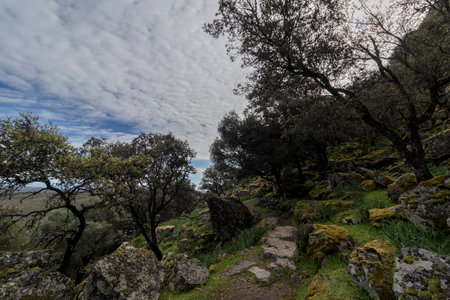 Scenic hiking path meandering through a vibrant green forest, inviting exploration and adventure in natureの写真素材