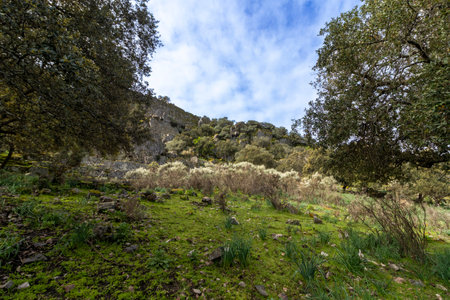 Green meadow with moss and grass at the foot of a rocky mountain with trees and bushes, under a blue sky with white cloudsの写真素材