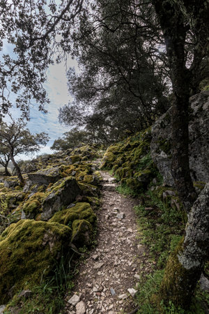 Stone path winding through a landscape of moss covered rocks and treesの写真素材