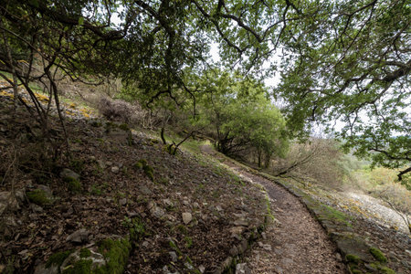 Tranquil path meandering through a vibrant forest, inviting exploration and discovery amidst a serene natural landscapeの写真素材