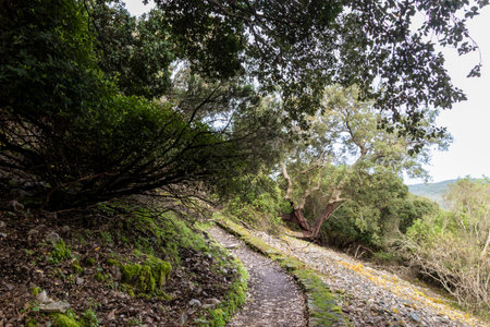 Scenic pathway meandering through a tranquil forest setting, inviting exploration and discovery