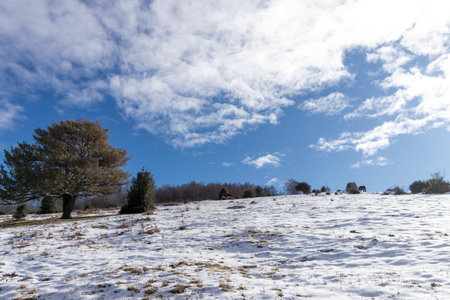 Wild horses grazing on a snow-covered hillside under a bright blue sky dotted with fluffy white cloudsの写真素材