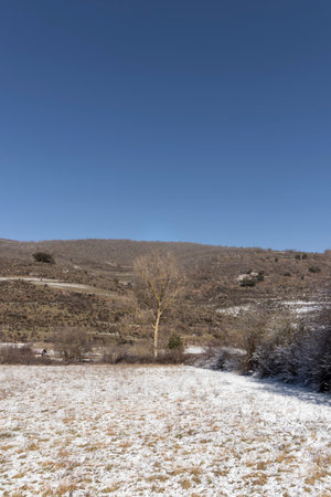 Snowy landscape with a bare tree in the foreground and a mountain in the background on a clear winter dayの写真素材