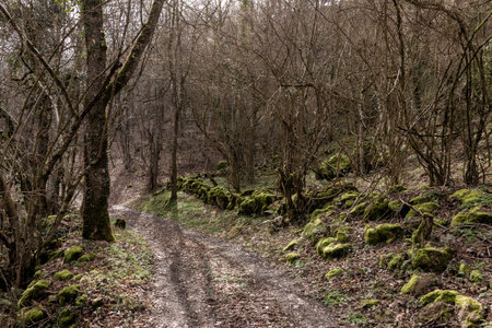 Tranquil forest trail surrounded by leafless trees and green mossの写真素材