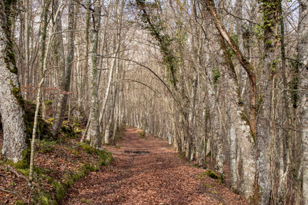Leaf-covered trail winding through a tranquil, leafless forestの写真素材