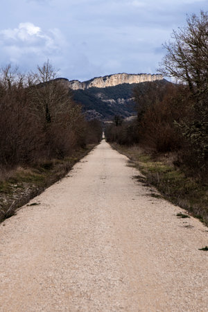 Straight gravel path bordered by trees, leading to distant mountainsの写真素材