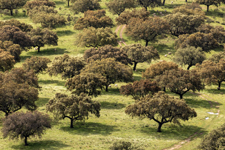 Aerial view of holm oak trees growing in green meadow with sheep grazing