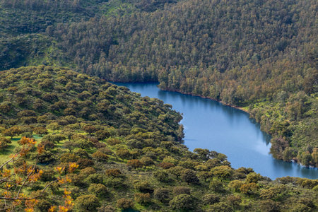 Aerial view of a picturesque river winding through a dense forest, creating a stunning natural sceneryの写真素材
