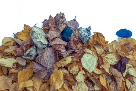 Colorful dried leaves and flowers arranged on a white background, capturing the essence of autumnの素材