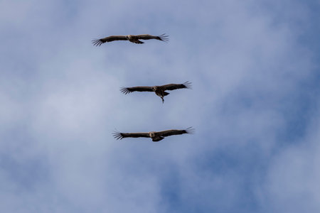 Trio of black vultures soaring gracefully through the sky in monfragÃ¼e national park, spain