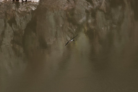 Black stork soaring over the tagus river with reflections of trees in the water in monfragÃ¼e...