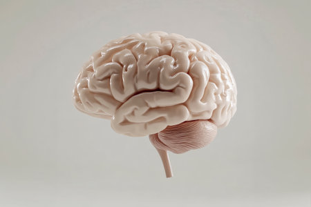 Realistic 3d rendering of a human brain floating on a light grey background, symbolizing thought, intelligence, and cognitive functionの素材