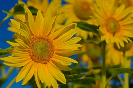 Suflowerの写真素材