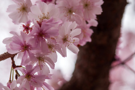 cherry blossom in spring, close-up, macro shotの写真素材