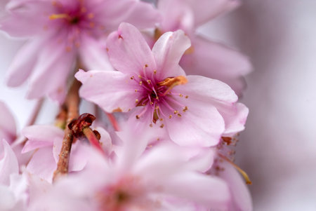 cherry blossom in spring, close-up of pink flowersの写真素材
