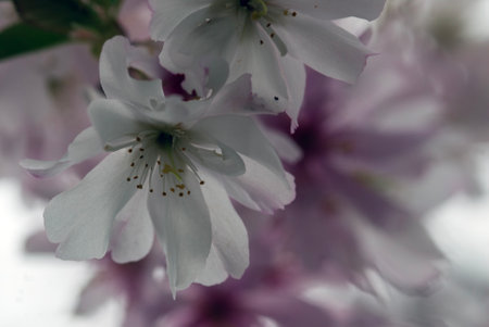 cherry blossom in springtime, close up of pink flowersの写真素材