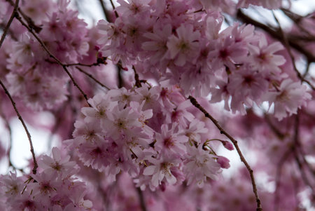 cherry blossom in spring, close up of pink sakura flowersの写真素材