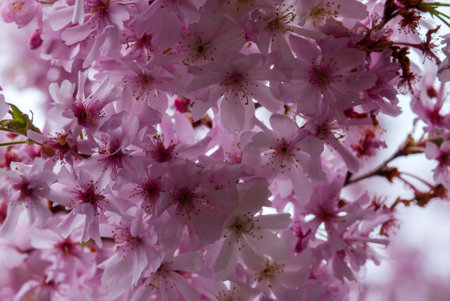 cherry blossom in spring, close-up of pink flowersの写真素材
