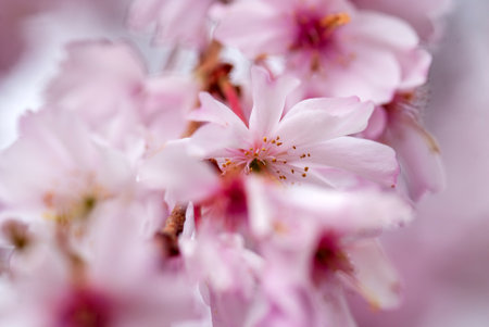 cherry blossom in spring, sakura flower close-upの写真素材