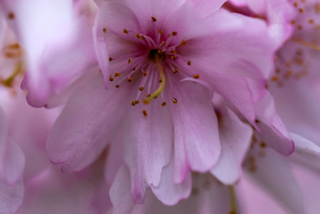 cherry blossom in spring, close up of pink cherry blossomの写真素材