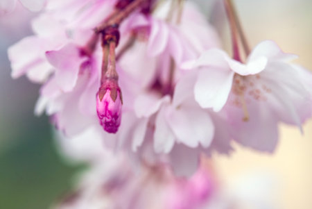 cherry blossom in spring, soft focus and shallow DOFの写真素材