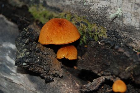 Mushroom growing from dead treeの写真素材