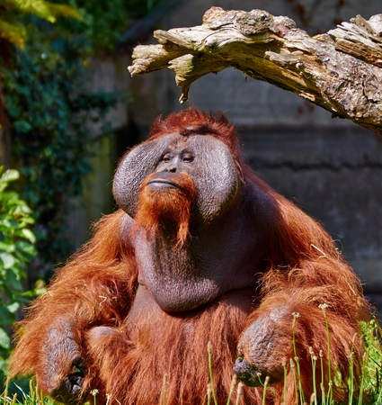 Bornean orang utanの写真素材