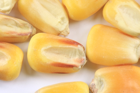 Closeup of yellow seed corn on white background