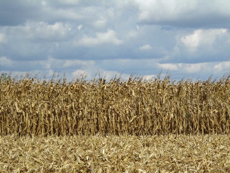 Corn field at harvest time