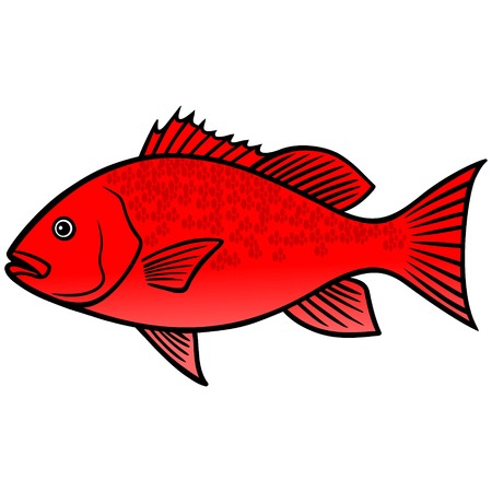 Red Snapper Fishのイラスト素材