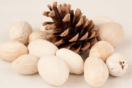 Cone and nutsの写真素材
