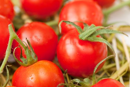 Cherry tomato on the grassの写真素材