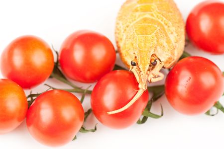 Tomato and the river cancersの写真素材