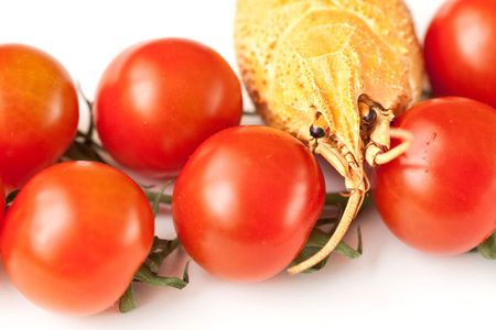 Tomato and the cancerの写真素材