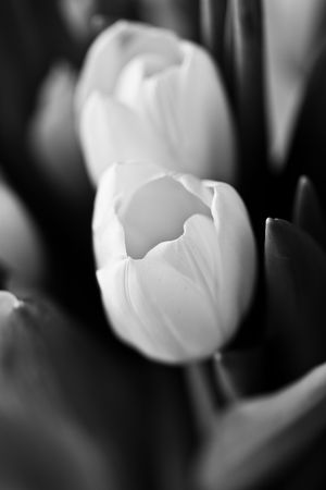 Bouquet of white tulips in black&whiteの写真素材