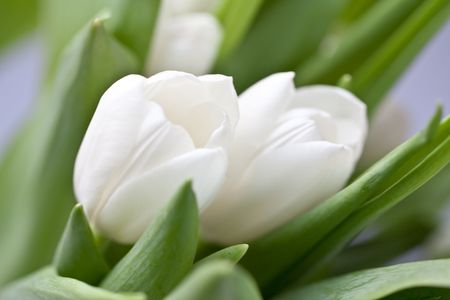 Bouquet of white tulipsの写真素材