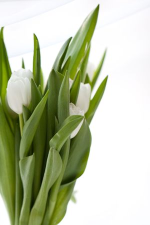 Bouquet of white tulipsの写真素材