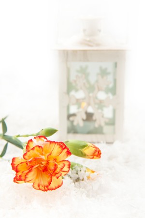 Beautiful flower and the burning latern on the snowの写真素材