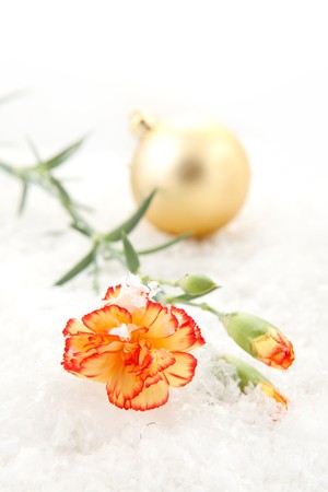Beautiful carnation and the golden christmas ball on the snowの写真素材