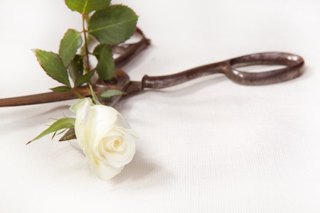 Old scissors and white rose on the juteの写真素材